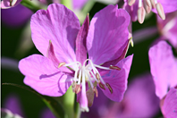 Epilobium angustifolium L.